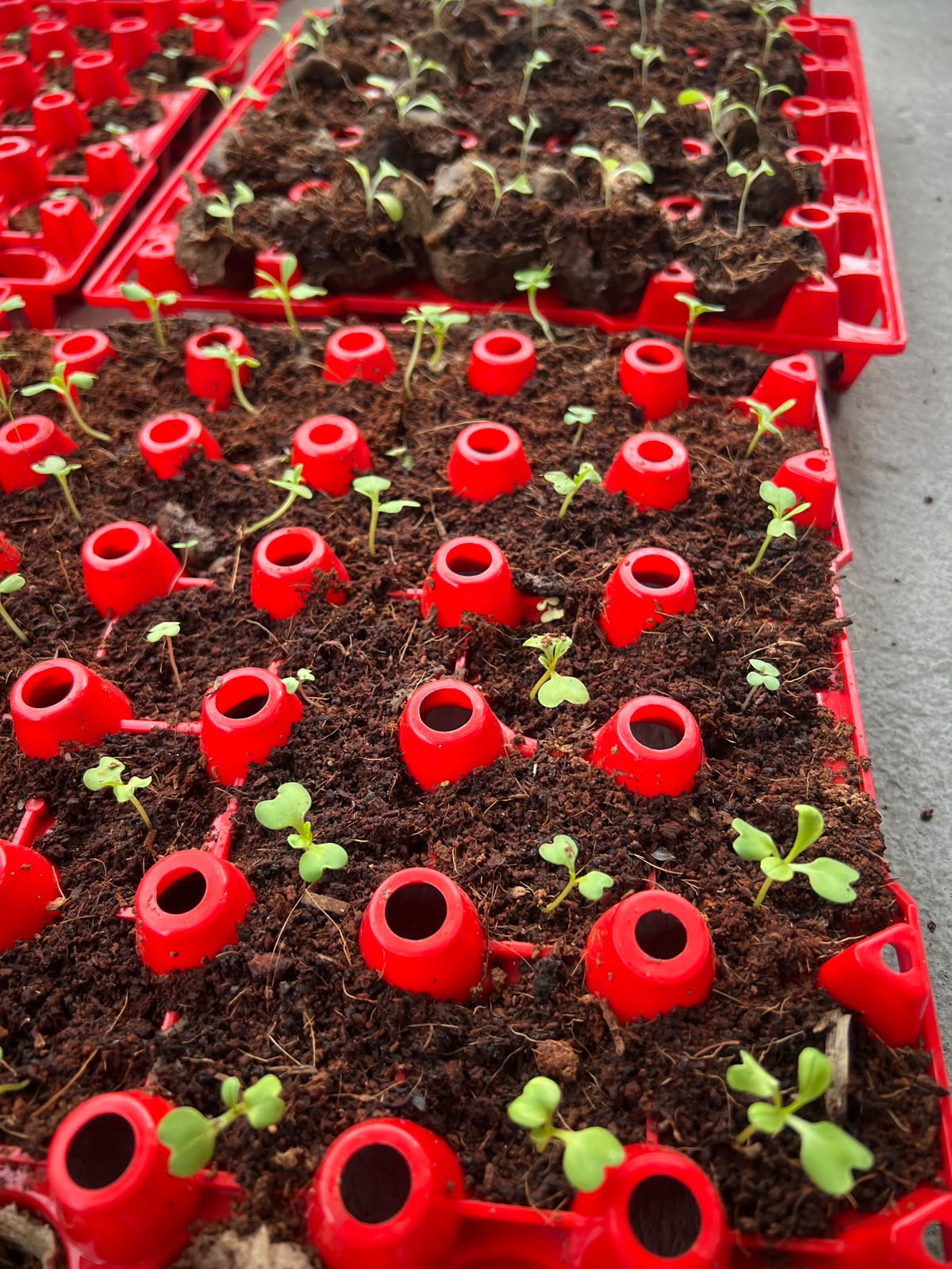 Integration of Aquaponic Systems in Nepal, hardware 1